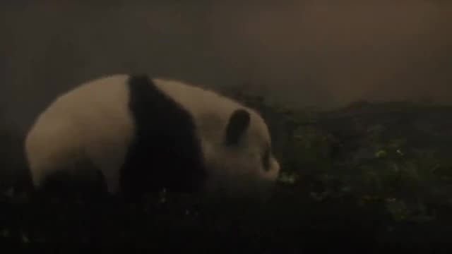 Panda 2 E10
